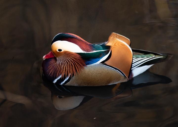 Mandarin duck photographed by Paul Shields